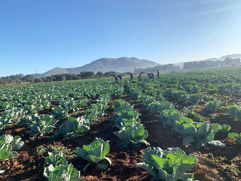 Workers tending a large open field of cabbages, with hills in the distance