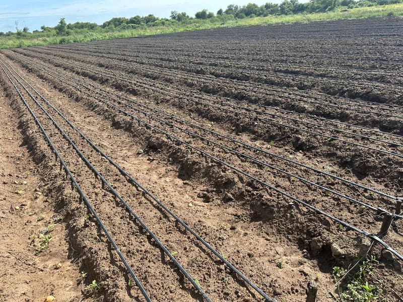 Black drip lines laid along freshly ridged rows in an open field