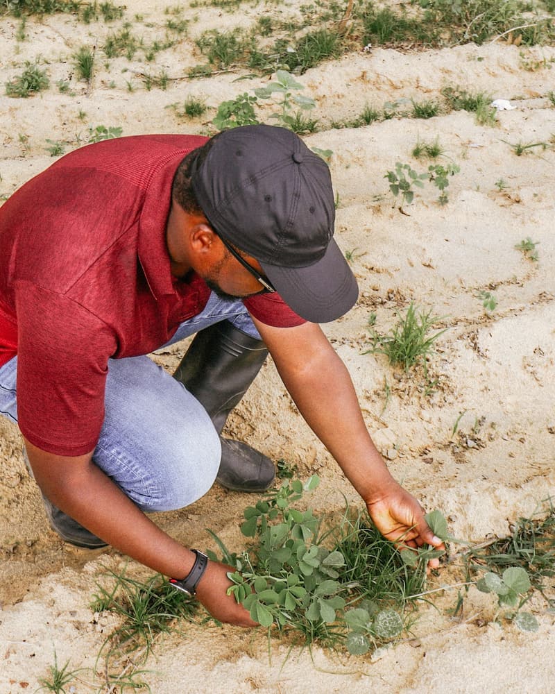 A farmer crouching to inspect young plants in a crop row