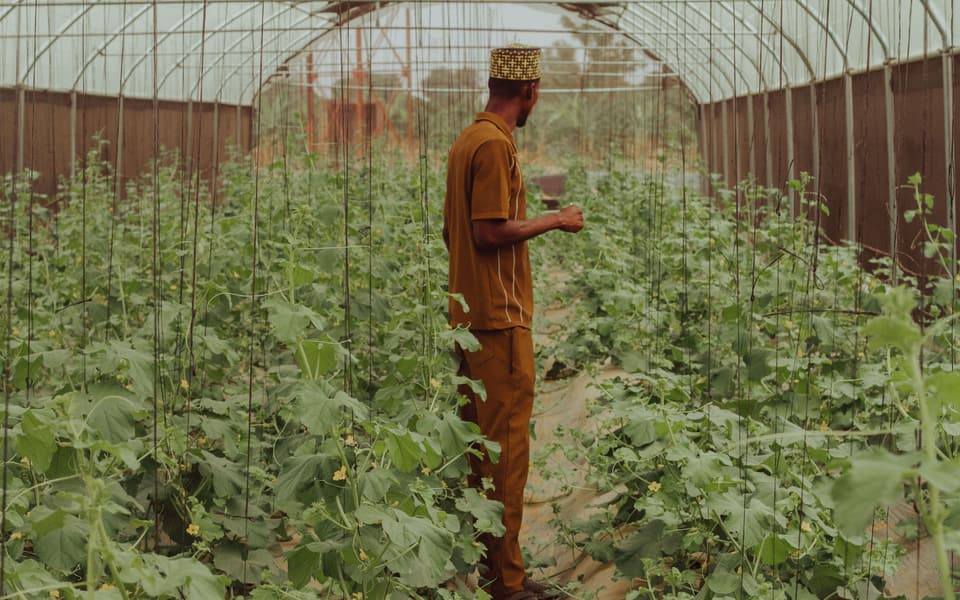 A grower inspecting a trellised crop inside a polythene tunnel