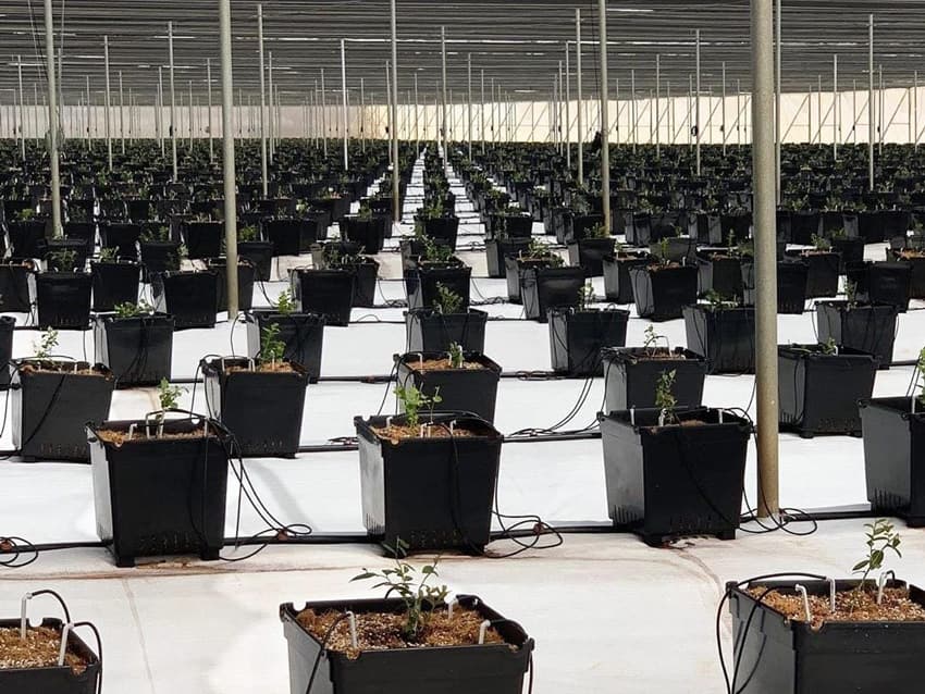 Young plants in black growing bags on drip lines inside a large hydroponic tunnel