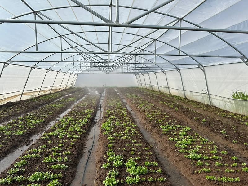 Inside a tunnel: rows of young lettuce with irrigation running