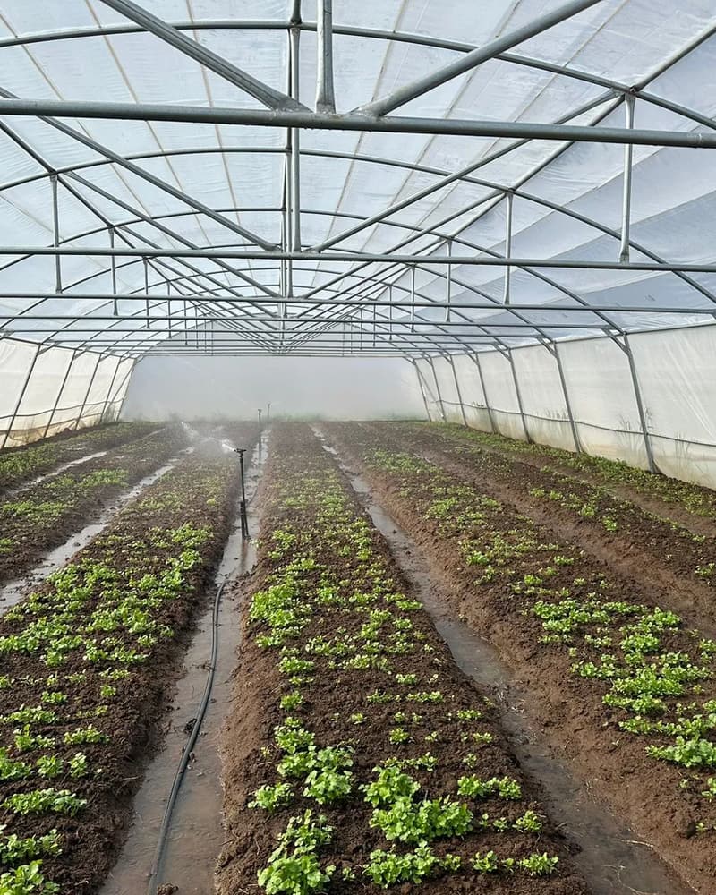 Young lettuce growing in long rows under a white tunnel roof