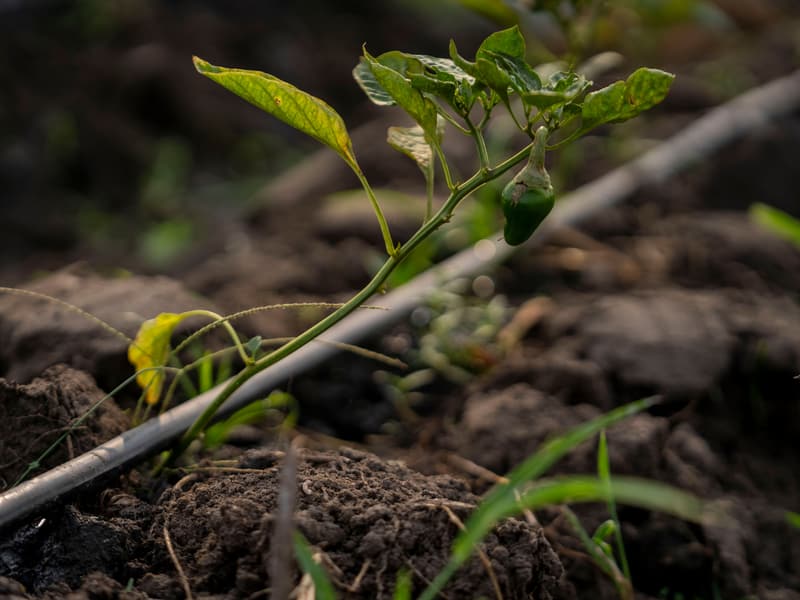 Young pepper plant growing beside a drip line