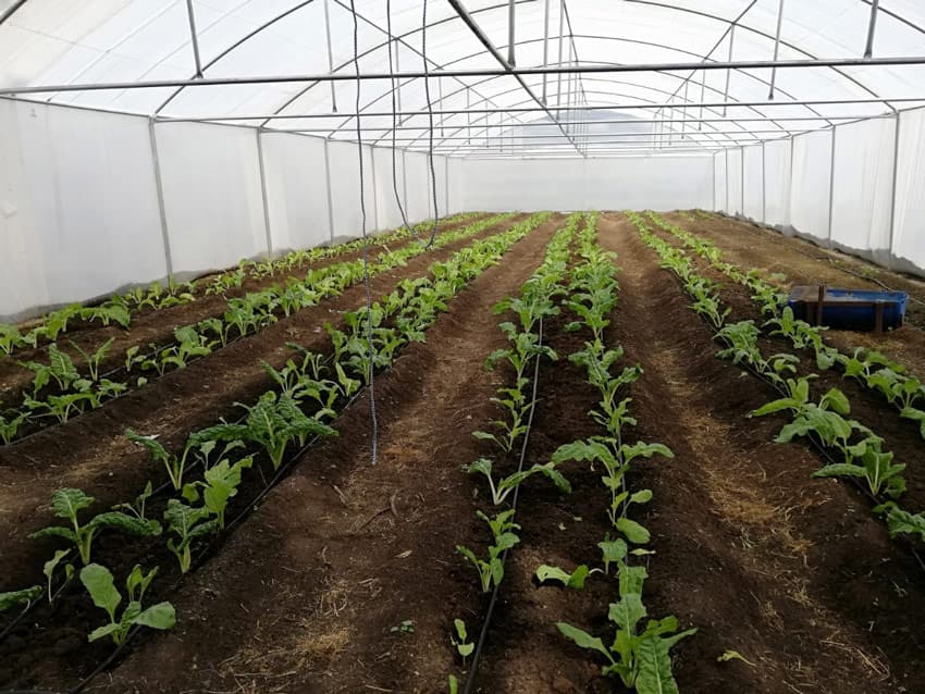 Rows of young leafy plants on drip lines inside a plastic tunnel