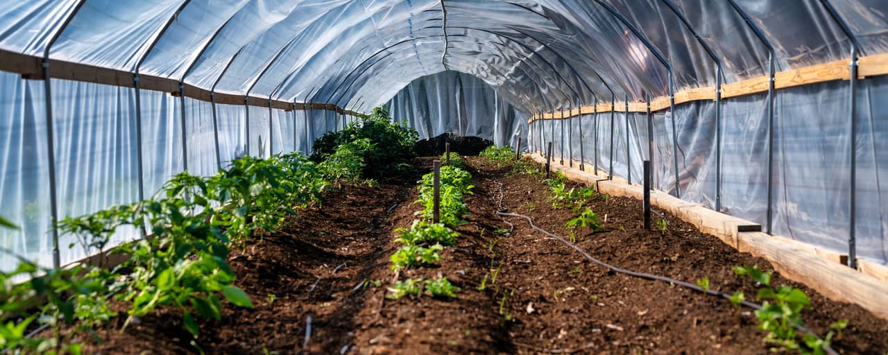 Rows of crops growing inside a polythene tunnel