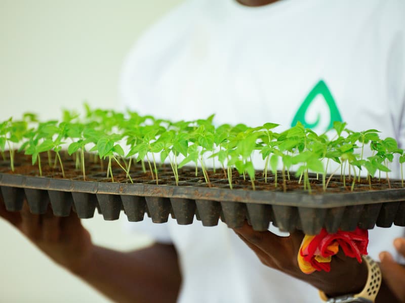 A farmer holding a tray of young seedlings