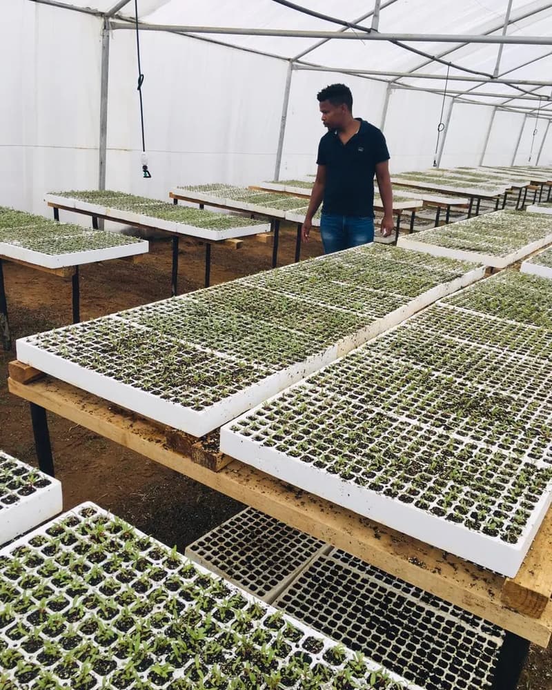 Seedling trays laid out on raised tables inside a tunnel