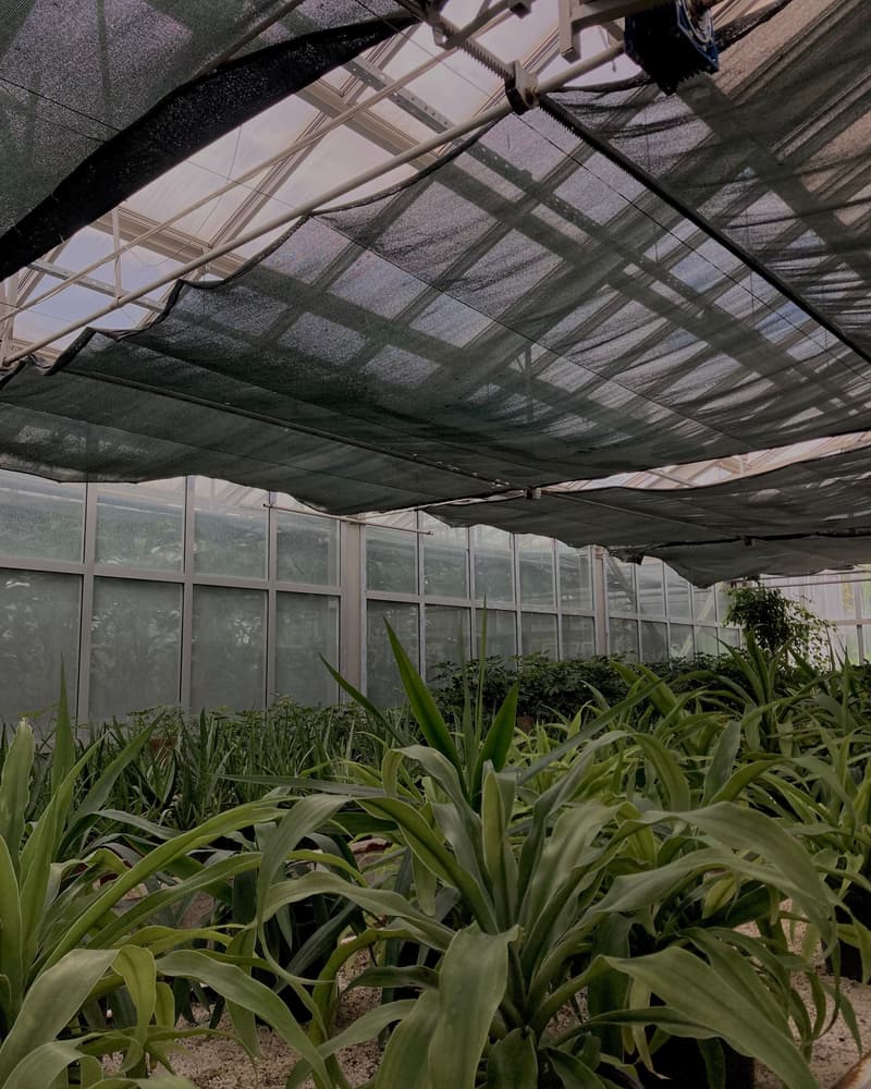 Green shade net drawn under a greenhouse roof above leafy plants