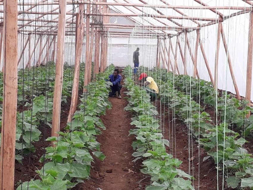 A tall trellised crop growing in rows inside a tunnel