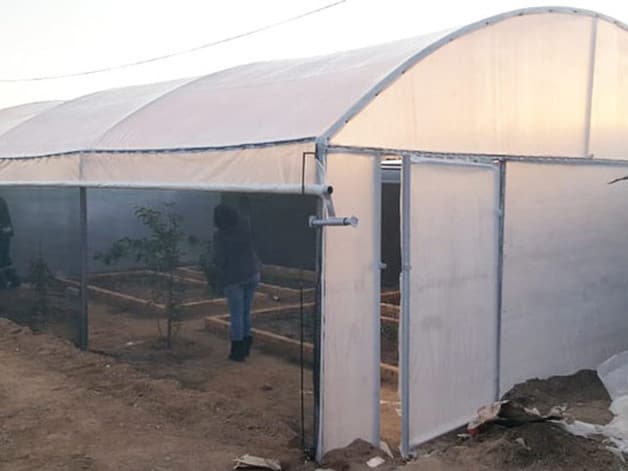Small tunnel with its side plastic rolled up, showing raised beds and young trees inside