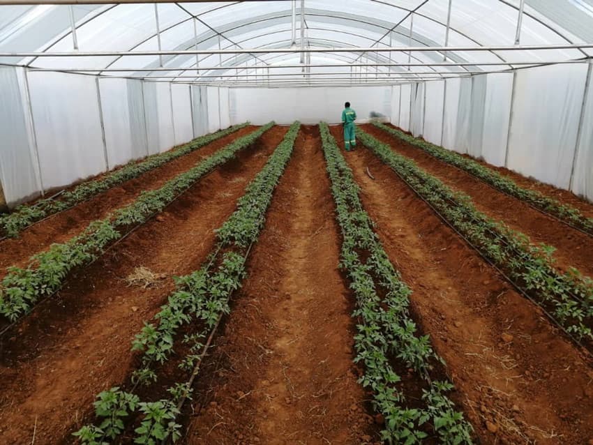 Young plants in long ridged rows inside a tunnel, with a worker at the far end