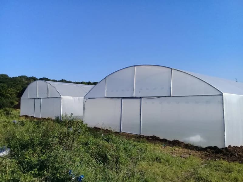 Two standard tunnels covered in white plastic on a grassy slope